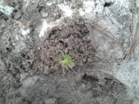 Кафедра культурологии и политологии приняла участие в посадке леса